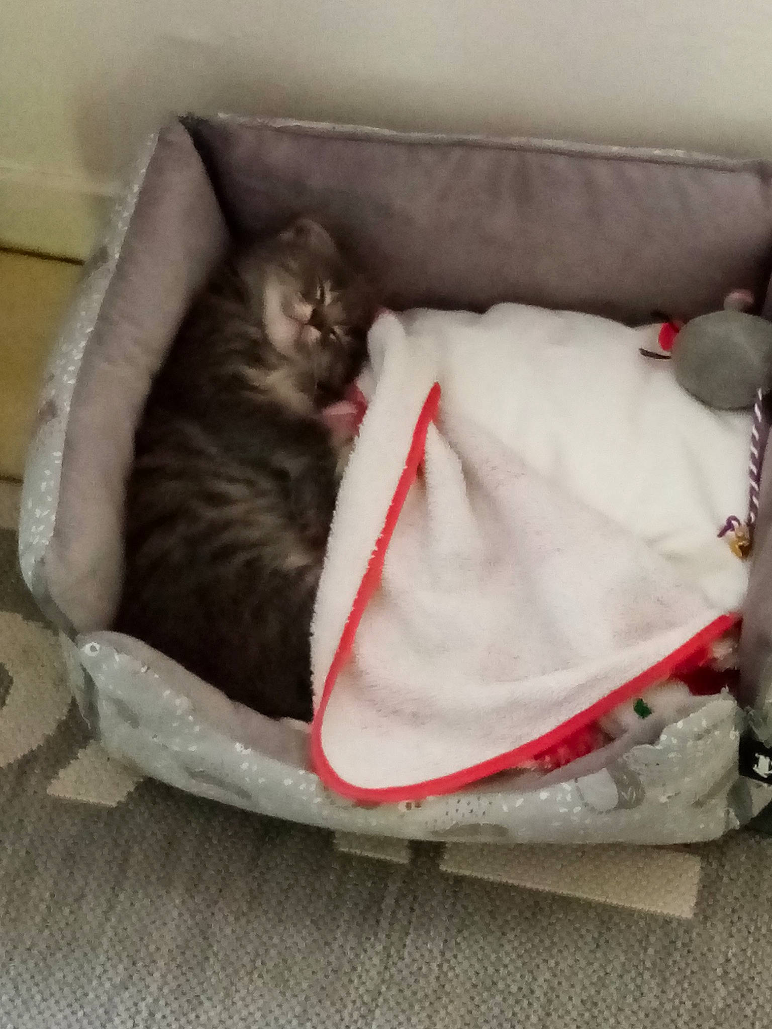 Blue participe au concours pour gagner de l'argent avec cette photo : bag, black_cat, canidae, carmine, carnivore, cat, cat_bed, comfort, companion_dog, couch, domestic_short_haired_cat, felidae, fur, grey, luggage_and_bags, small_to_medium_sized_cats, sporting_group, studio_couch, tail, whiskers