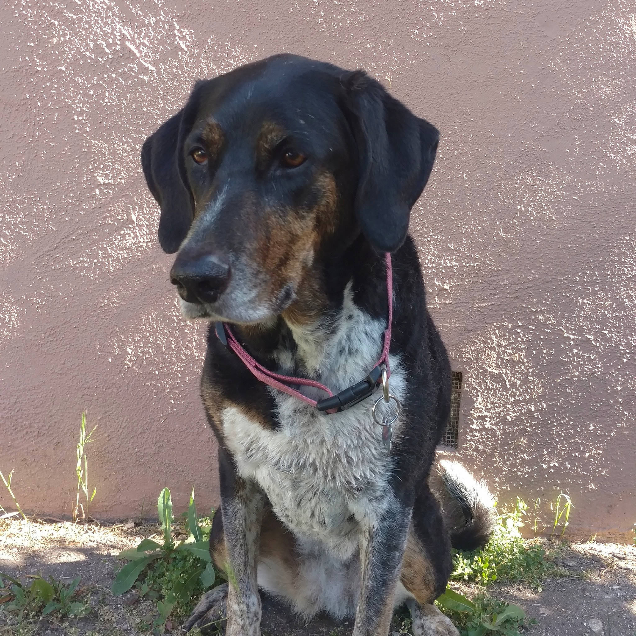 Sweety is registered to the contest to win money with this photo: bluetick_coonhound, canidae, carnivore, dog, dog_breed, english_coonhound, hound, hunting_dog, louisiana_catahoula_leopard_dog, mammal, mountain_cur, plott_hound, rare_breed_dog, sporting_group, vertebrate