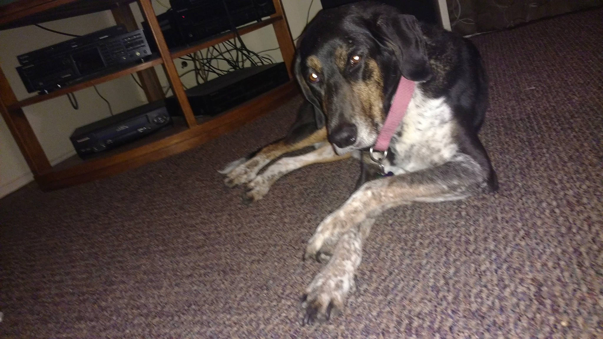 Sweety is registered to the contest to win money with this photo: bluetick_coonhound, braque_dauvergne, canidae, carnivore, dog, dog_breed, eurohound, greyhound, louisiana_catahoula_leopard_dog, mammal, sporting_group, vertebrate