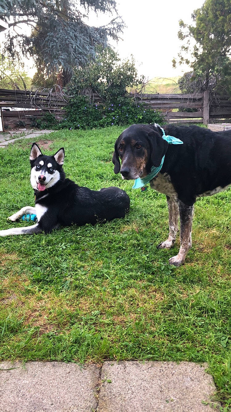 Sweety joined the competition — help win amazing prizes! backyard, canidae, carnivore, companion_dog, dog, dog_breed, grass, house, karelian_bear_dog, lapponian_herder, lawn, mammal, siberian_husky, sporting_group, tail, tree, vertebrate, working_dog