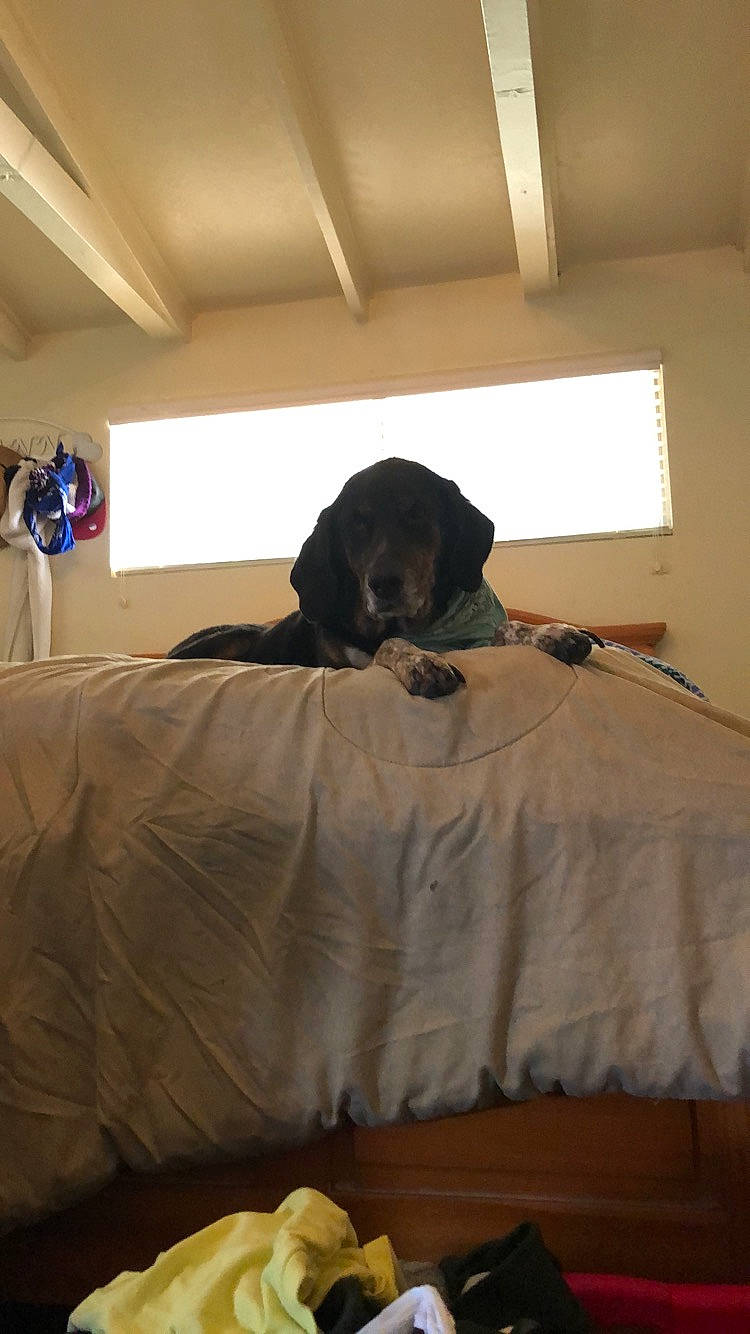 Sweety is registered to the contest to win money with this photo: bed, bed_sheet, bedroom, canidae, comfort, dog_breed, furniture, room, sporting_group