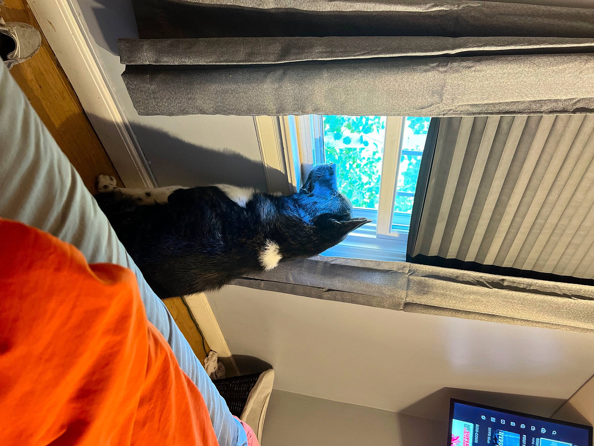 Arten is registered to the contest to win money with this photo: auto_part, automotive_exterior, automotive_window_part, carnivore, cat, comfort, display_device, electric_blue, felidae, fur, glass, machine, room, shade, small_to_medium_sized_cats, tints_and_shades, vehicle_door, window, windshield, wood