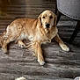 animal, brown, canine, chair, cozy, dog, domestic, flooring, fur, furniture, golden_retriever, home, indoor, looking_at_camera, lying_down, mammal, pet, relaxed, tablecloth, wooden_floor