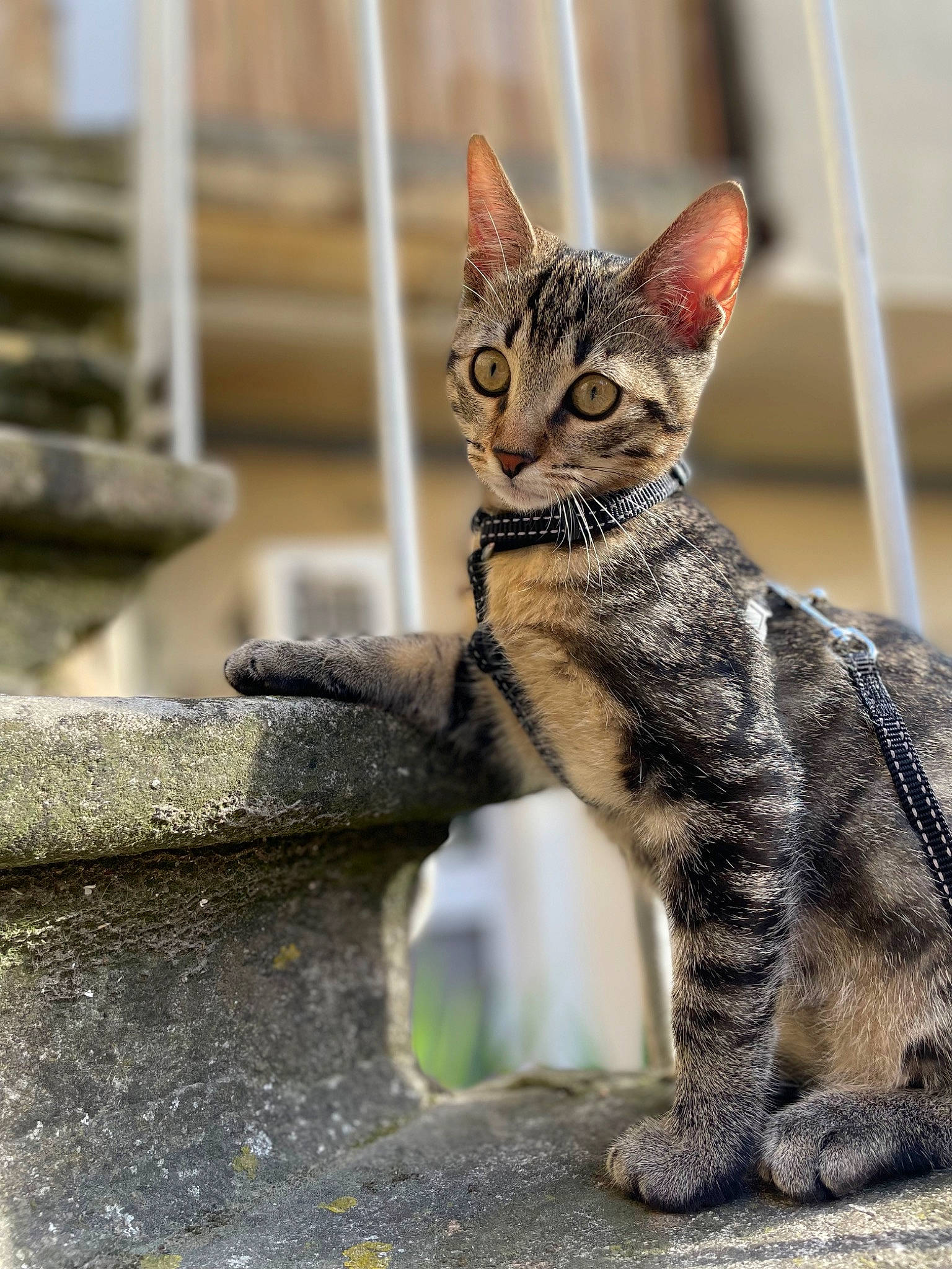 Tayron a rejoint le concours — aidez-le/la à gagner de superbes lots ! art, carnivore, cat, claw, domestic_short_haired_cat, felidae, fur, metal, small_to_medium_sized_cats, snout, tail, terrestrial_animal, whiskers, wildlife