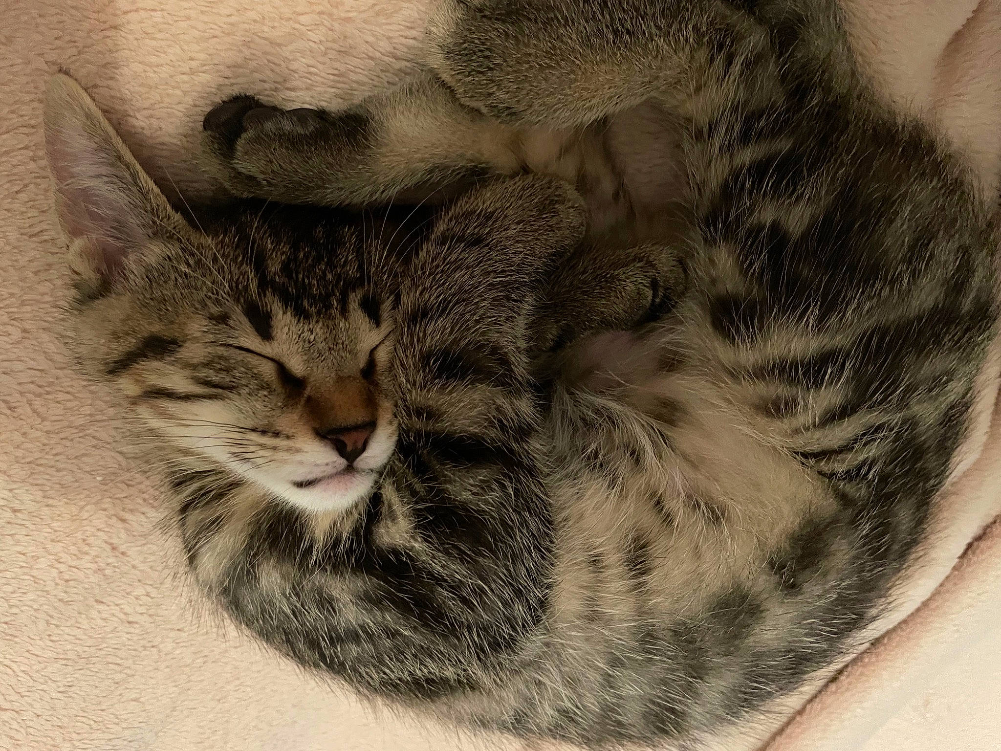 Tayron participe au concours pour gagner de l'argent avec cette photo : art, carnivore, cat, claw, domestic_short_haired_cat, drawing, felidae, fur, illustration, monochrome, mouse, nap, painting, paw, small_to_medium_sized_cats, snout, tail, terrestrial_animal, visual_arts, whiskers