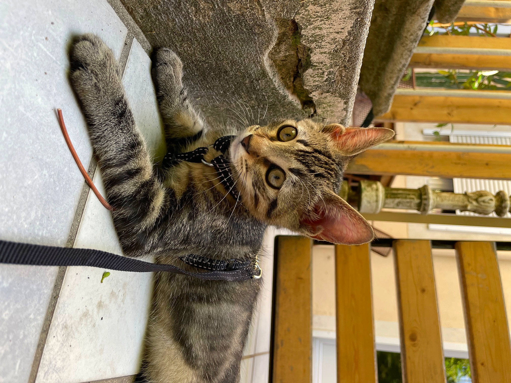 Tayron participe au concours pour gagner de l'argent avec cette photo : carnivore, cat, claw, domestic_short_haired_cat, felidae, fur, pattern, paw, plant, rope, small_to_medium_sized_cats, snout, tail, terrestrial_animal, tree, twig, whiskers, wildlife, wood