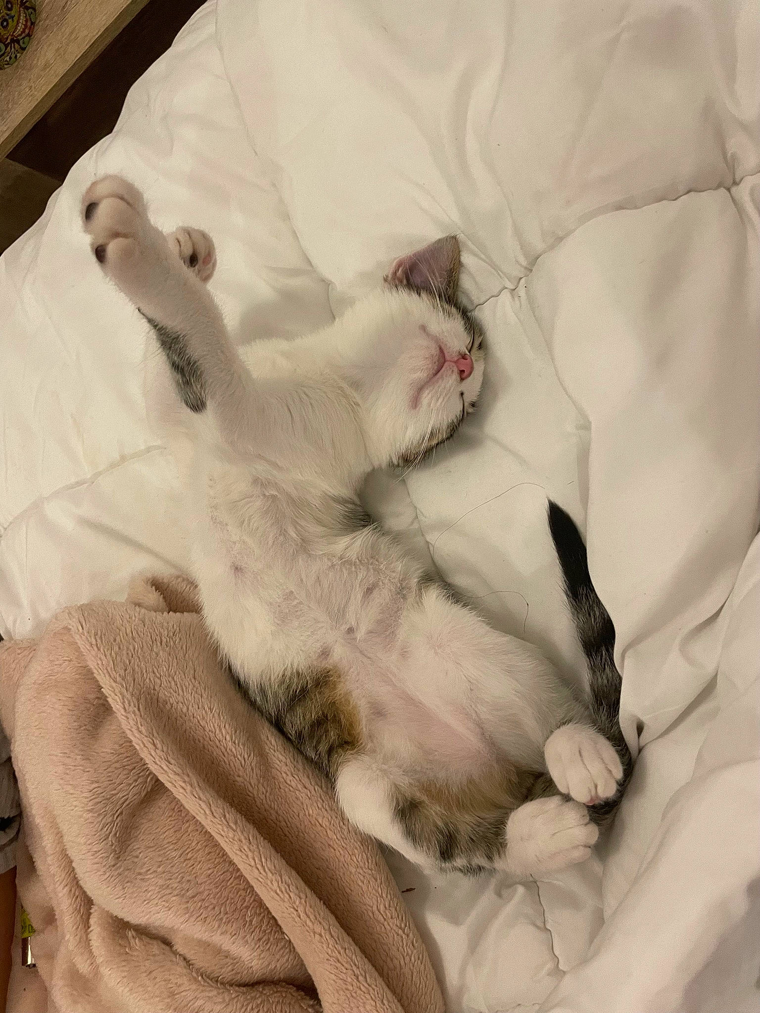 Tyna a rejoint le concours — aidez-le/la à gagner de superbes lots ! carnivore, cat, claw, comfort, domestic_short_haired_cat, felidae, fur, linens, nap, paw, small_to_medium_sized_cats, tail, whiskers