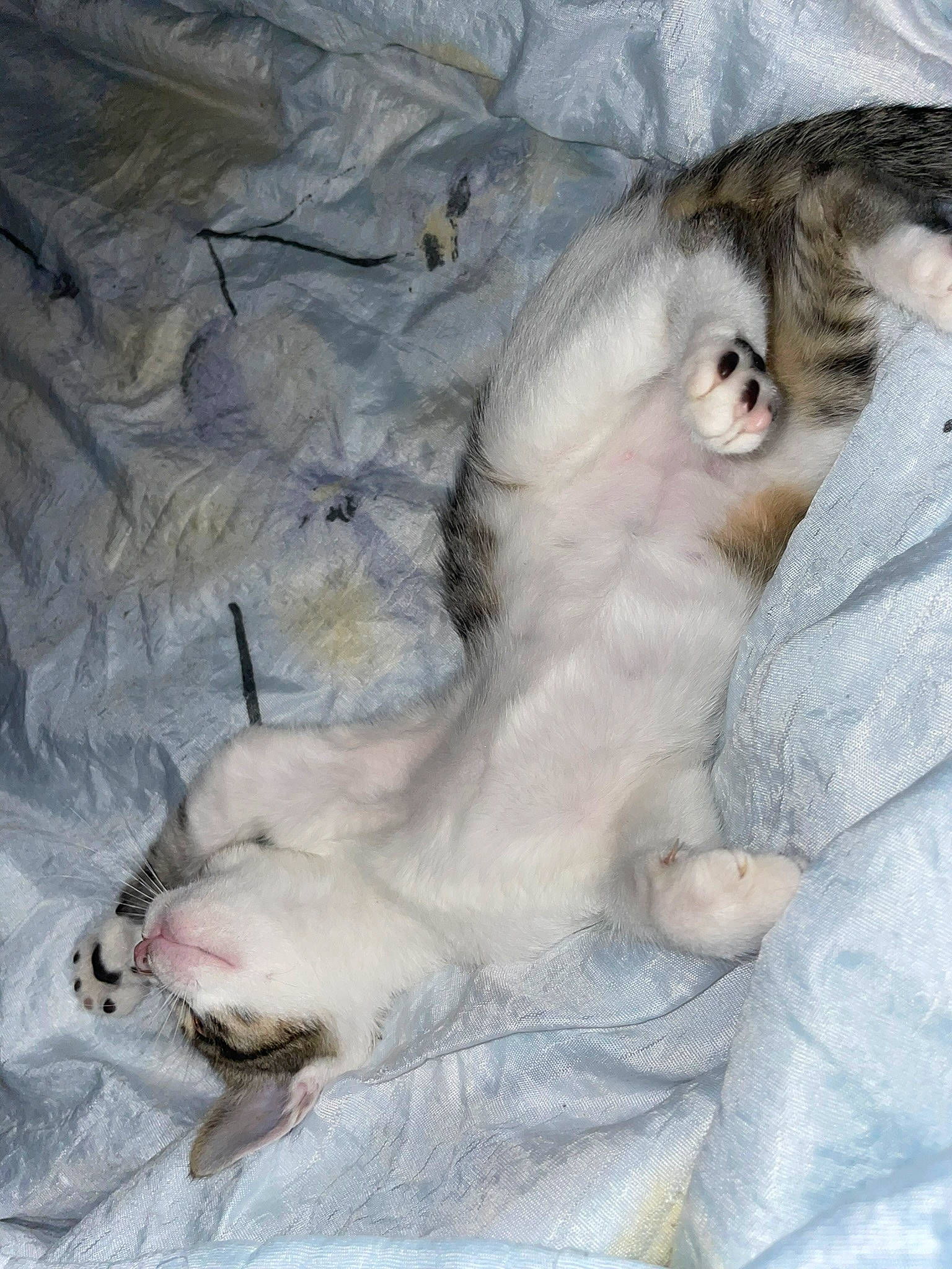 Tyna a rejoint le concours — aidez-le/la à gagner de superbes lots ! carnivore, cat, claw, comfort, companion_dog, dog_breed, domestic_short_haired_cat, felidae, ferret, fur, grey, nap, paw, small_to_medium_sized_cats, tail, terrestrial_animal, whiskers