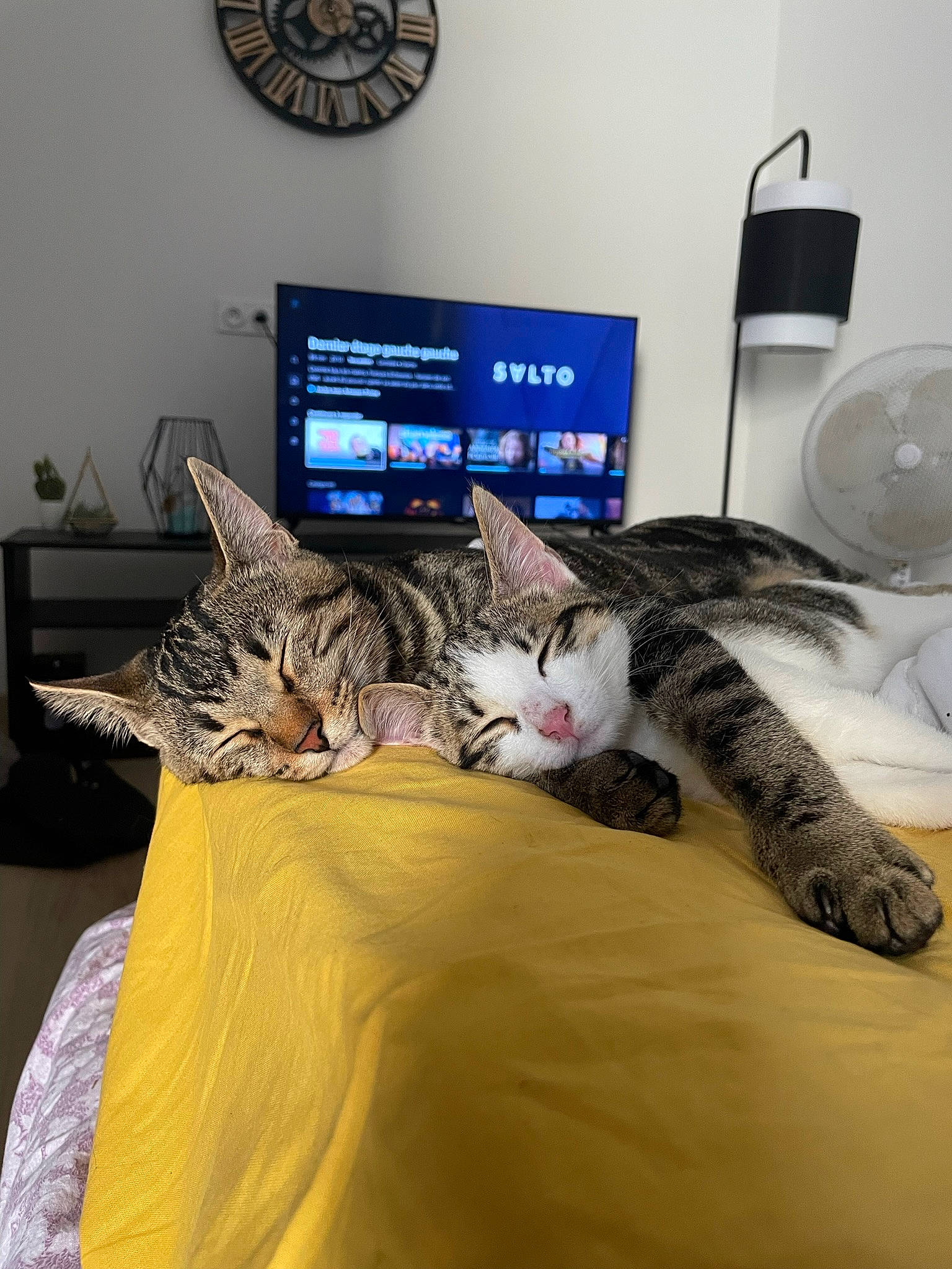 Tyna a rejoint le concours — aidez-le/la à gagner de superbes lots ! bed, carnivore, cat, clock, comfort, computer, computer_keyboard, desk, electronic_device, felidae, houseplant, lamp, lap, laptop, mouse, personal_computer, plant, room, small_to_medium_sized_cats, whiskers