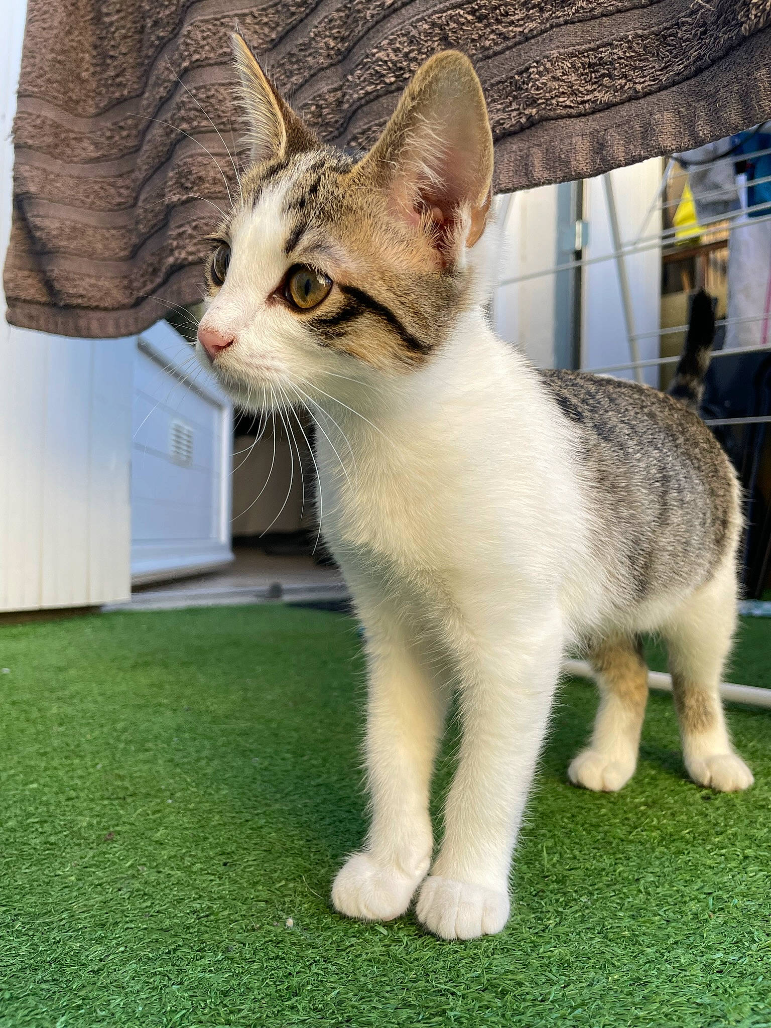 Tyna a rejoint le concours — aidez-le/la à gagner de superbes lots ! carnivore, cat, claw, collar, domestic_short_haired_cat, fawn, felidae, fur, grass, paw, small_to_medium_sized_cats, snout, tail, terrestrial_animal, whiskers, wildlife