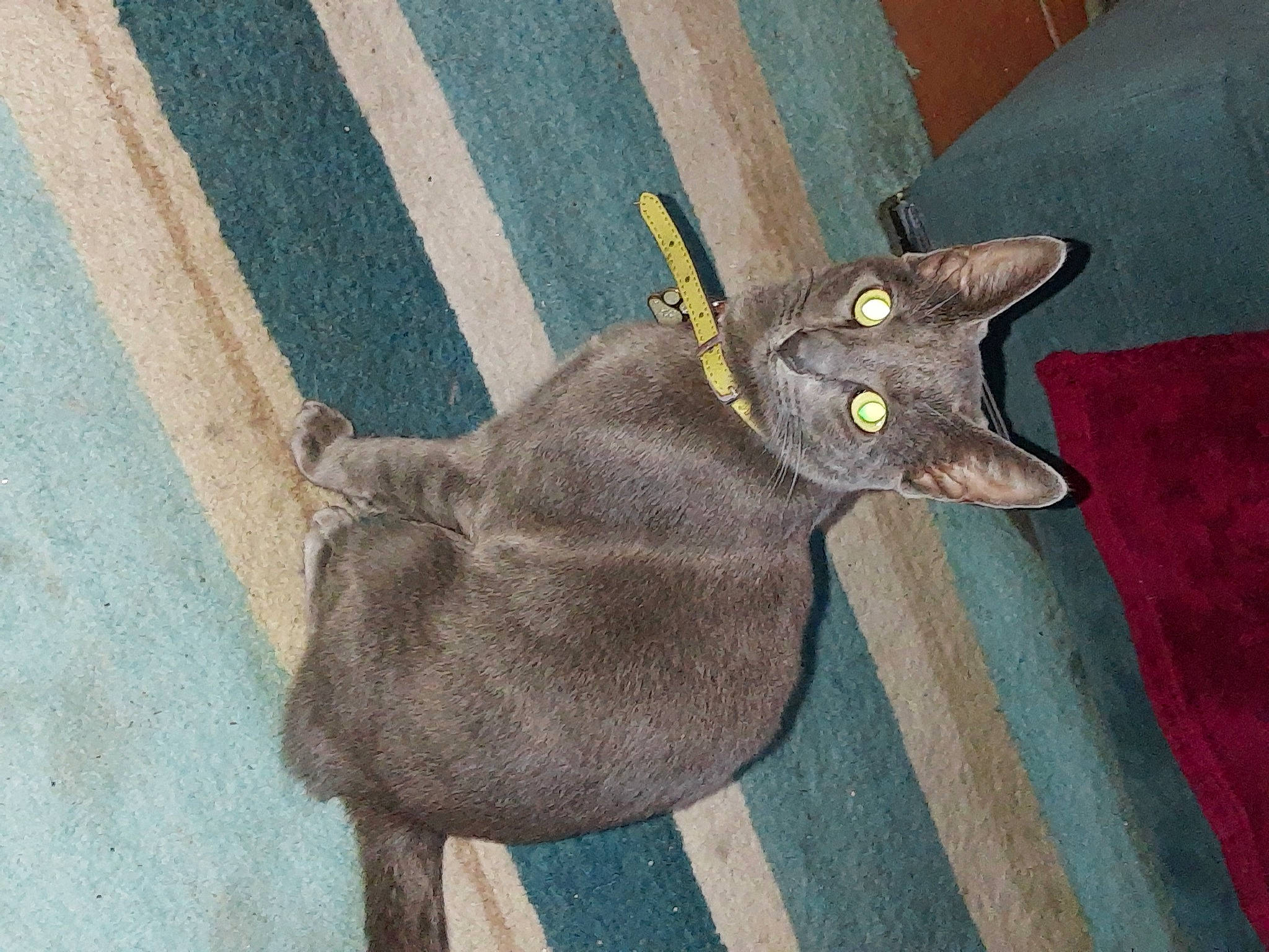 Misty joined the competition — help win amazing prizes! carnivore, cat, domestic_short_haired_cat, electric_blue, felidae, fur, grey, havana_brown, russian_blue, small_to_medium_sized_cats, snout, tail, terrestrial_animal, whiskers