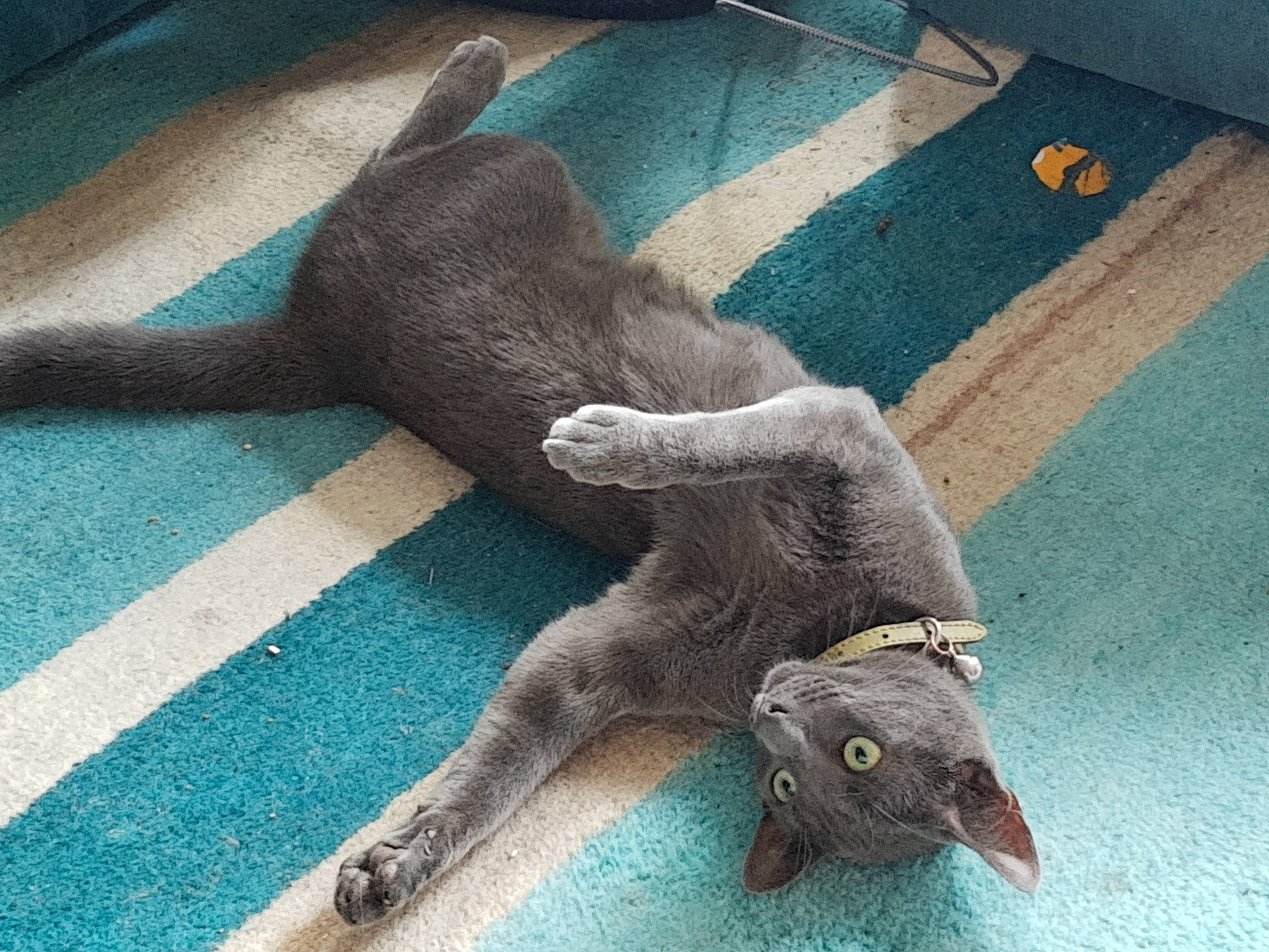 Misty joined the competition — help win amazing prizes! bird, carnivore, cat, claw, comfort, domestic_short_haired_cat, electric_blue, fawn, felidae, floor, flooring, foot, grey, paw, russian_blue, small_to_medium_sized_cats, snout, tail, terrestrial_animal, wing