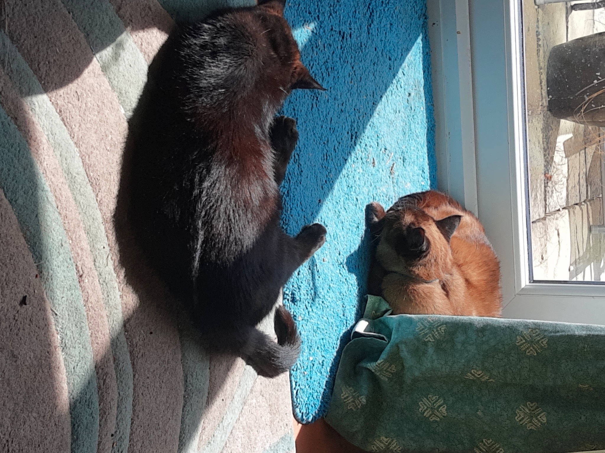 Scamp joined the competition — help win amazing prizes! canidae, carnivore, claw, comfort, companion_dog, dog, dog_breed, fawn, felidae, fur, liver, mustelidae, pet_supply, small_to_medium_sized_cats, snout, sporting_group, tail, terrestrial_animal, whiskers, window