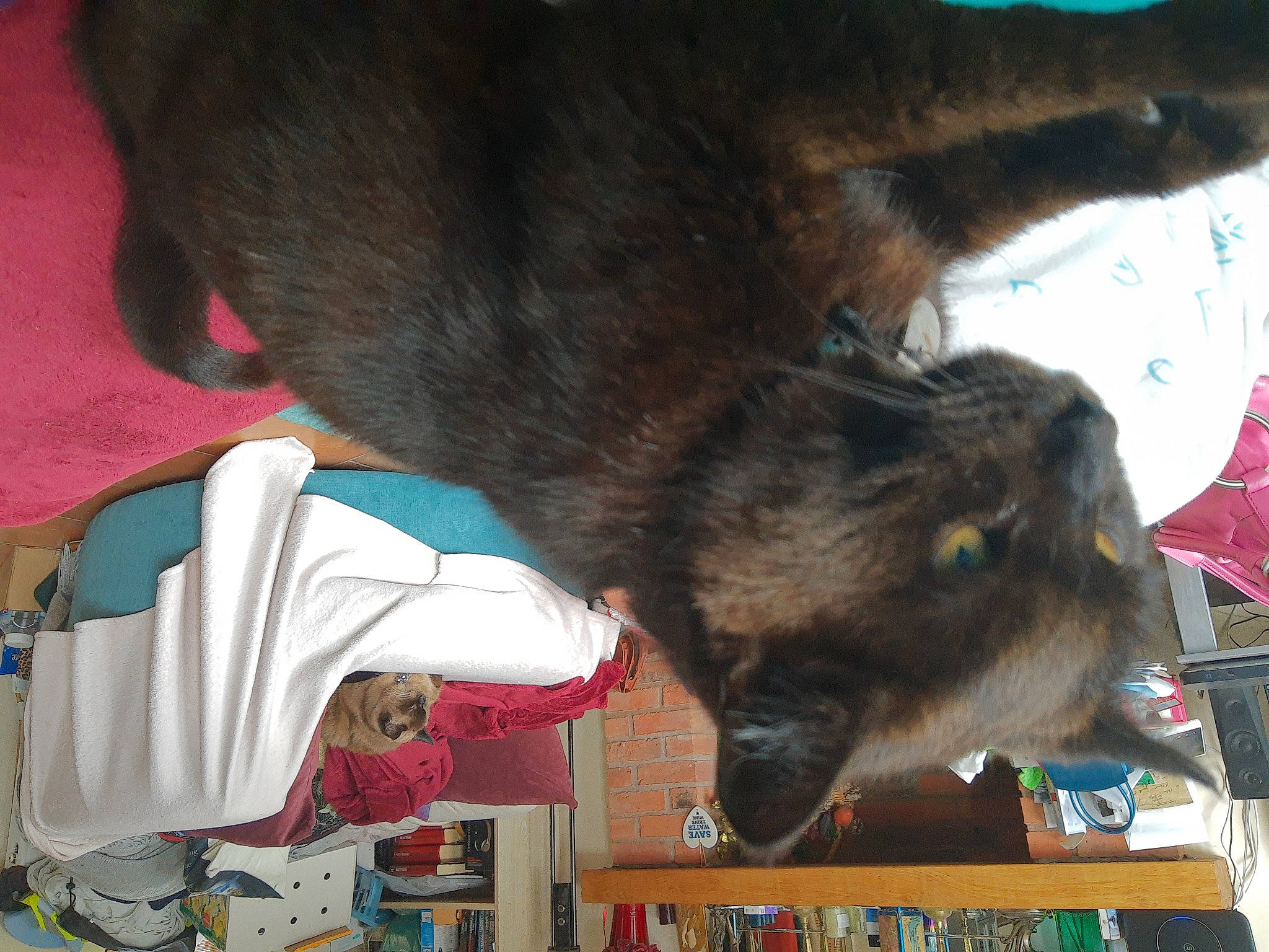 Scamp is registered to the contest to win money with this photo: bookcase, canidae, carmine, carnivore, claw, collar, companion_dog, dog_breed, domestic_short_haired_cat, felidae, fur, paw, shelf, small_to_medium_sized_cats, snout, sporting_group, tail, terrestrial_animal, tree, whiskers