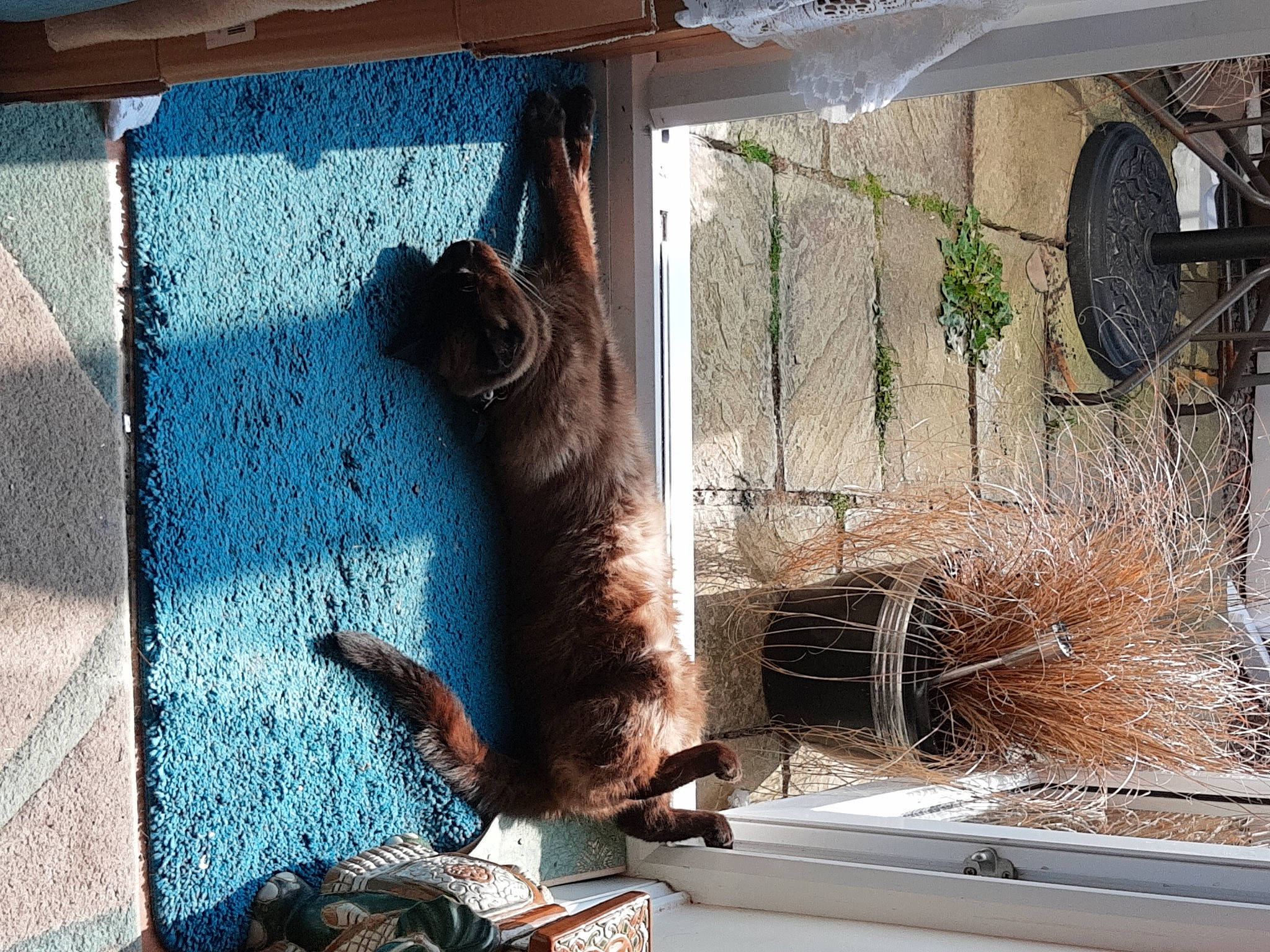 Smokey is registered to the contest to win money with this photo: canidae, carnivore, cat, domestic_short_haired_cat, door, fawn, felidae, fur, house, plant, small_to_medium_sized_cats, snout, sporting_group, tail, terrestrial_animal, tints_and_shades, whiskers, wildlife, window, wood