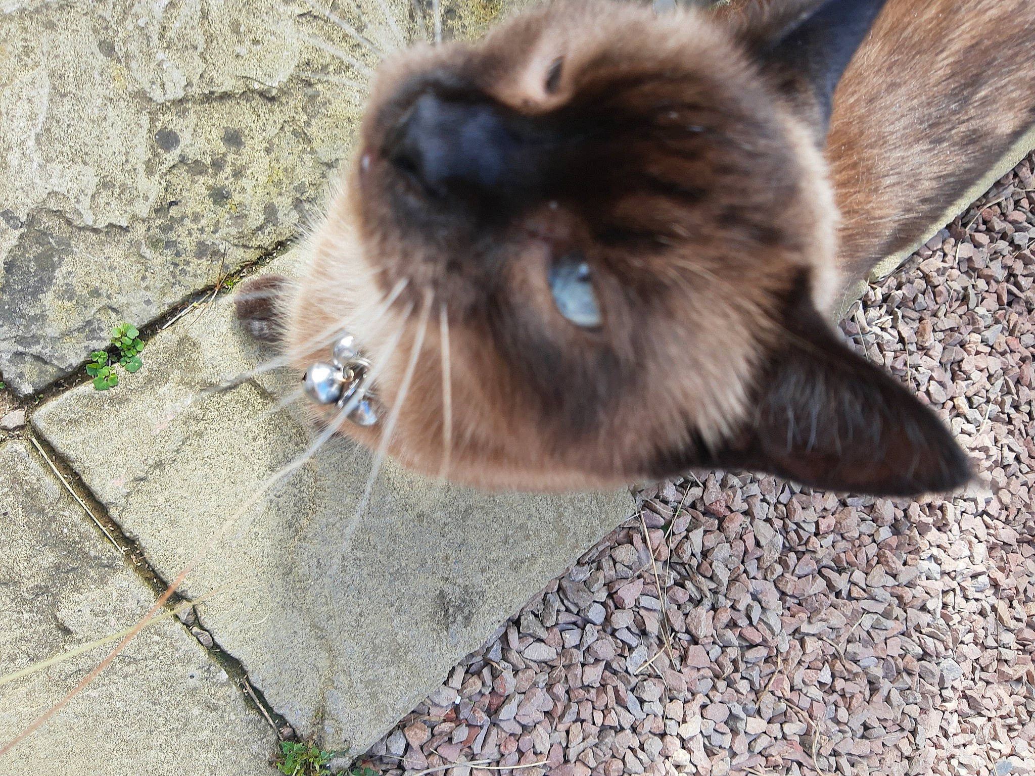 Smokey is registered to the contest to win money with this photo: asphalt, balinese, carnivore, cat, domestic_short_haired_cat, fawn, felidae, flooring, fur, paw, ragdoll, road_surface, siamese, small_to_medium_sized_cats, snout, tail, terrestrial_animal, thai, tonkinese, whiskers