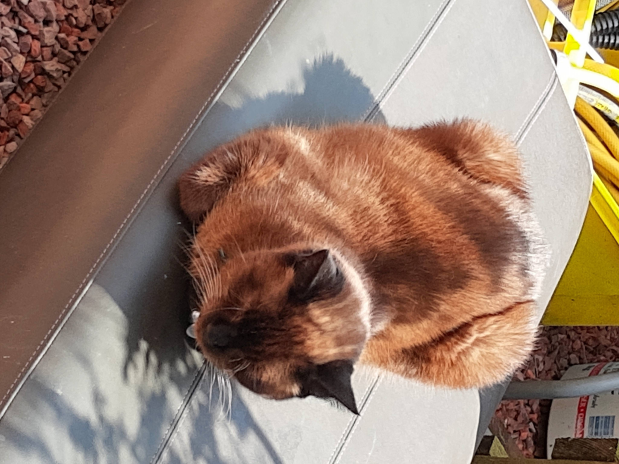 Smokey is registered to the contest to win money with this photo: canidae, carnivore, cat, claw, comfort, domestic_short_haired_cat, fawn, felidae, fur, metal, paw, plant, small_to_medium_sized_cats, snout, tail, terrestrial_animal, tree, whiskers, window, wood