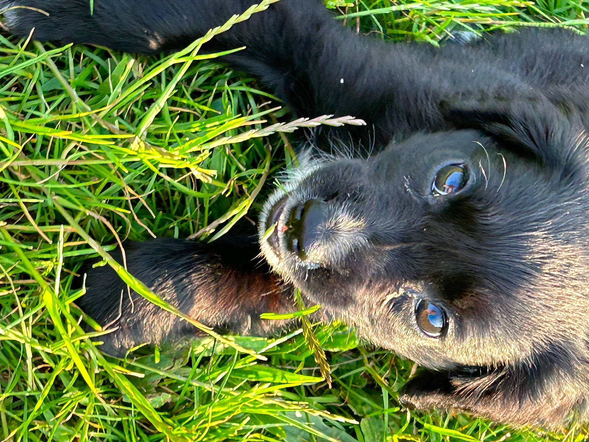 Leo is registered to the contest to win money with this photo: carnivore, dog_breed, fur, grass, grassland, groundcover, livestock, pasture, plant, snout, suidae, terrestrial_animal, whiskers, wildlife, working_animal