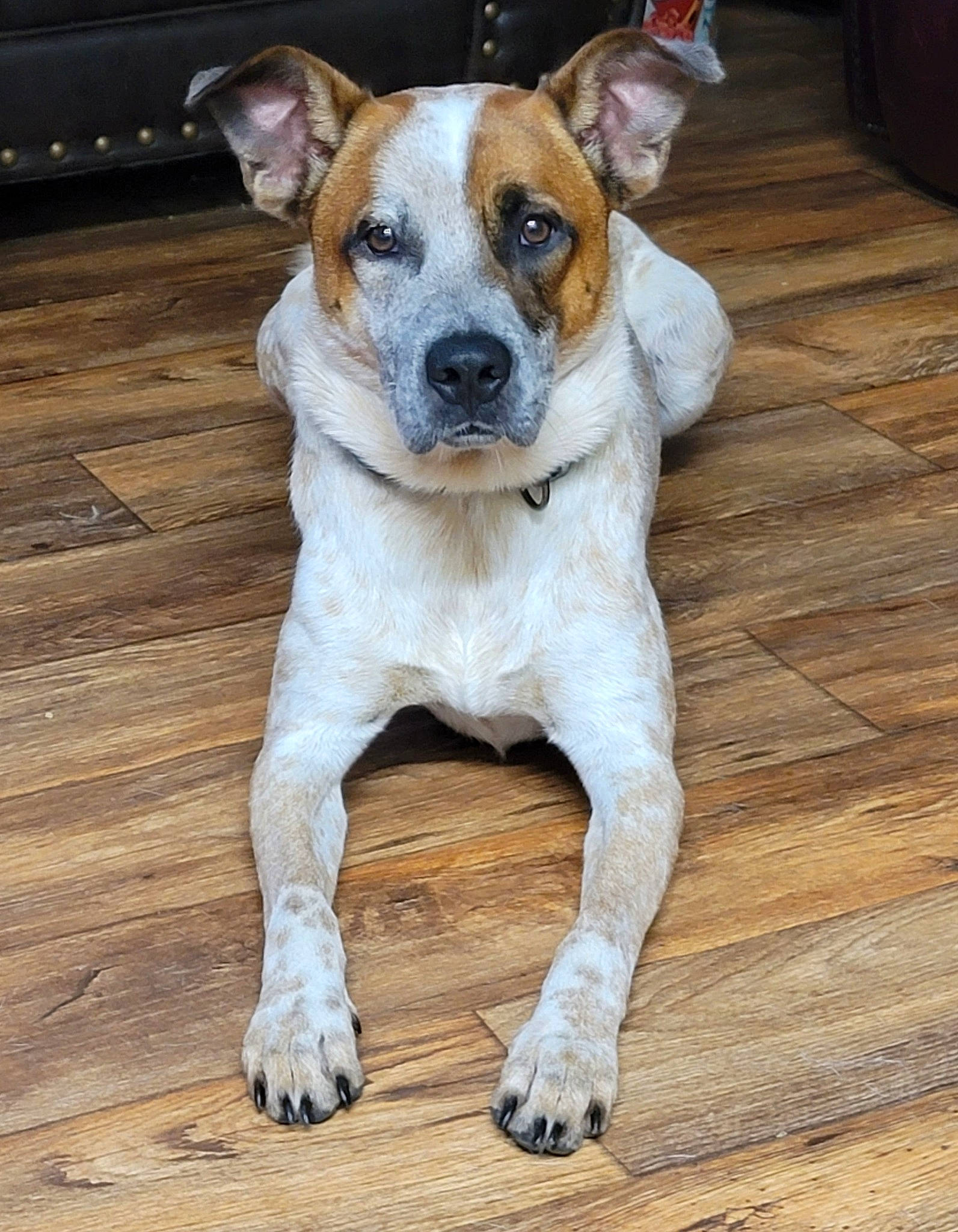 Axel is registered to the contest to win money with this photo: ancient_dog_breeds, balance, canidae, carnivore, collar, companion_dog, dog, dog_breed, dog_collar, fawn, flooring, hardwood, non_sporting_group, sporting_group, varnish, whiskers, wood, wood_flooring, wood_stain, working_animal