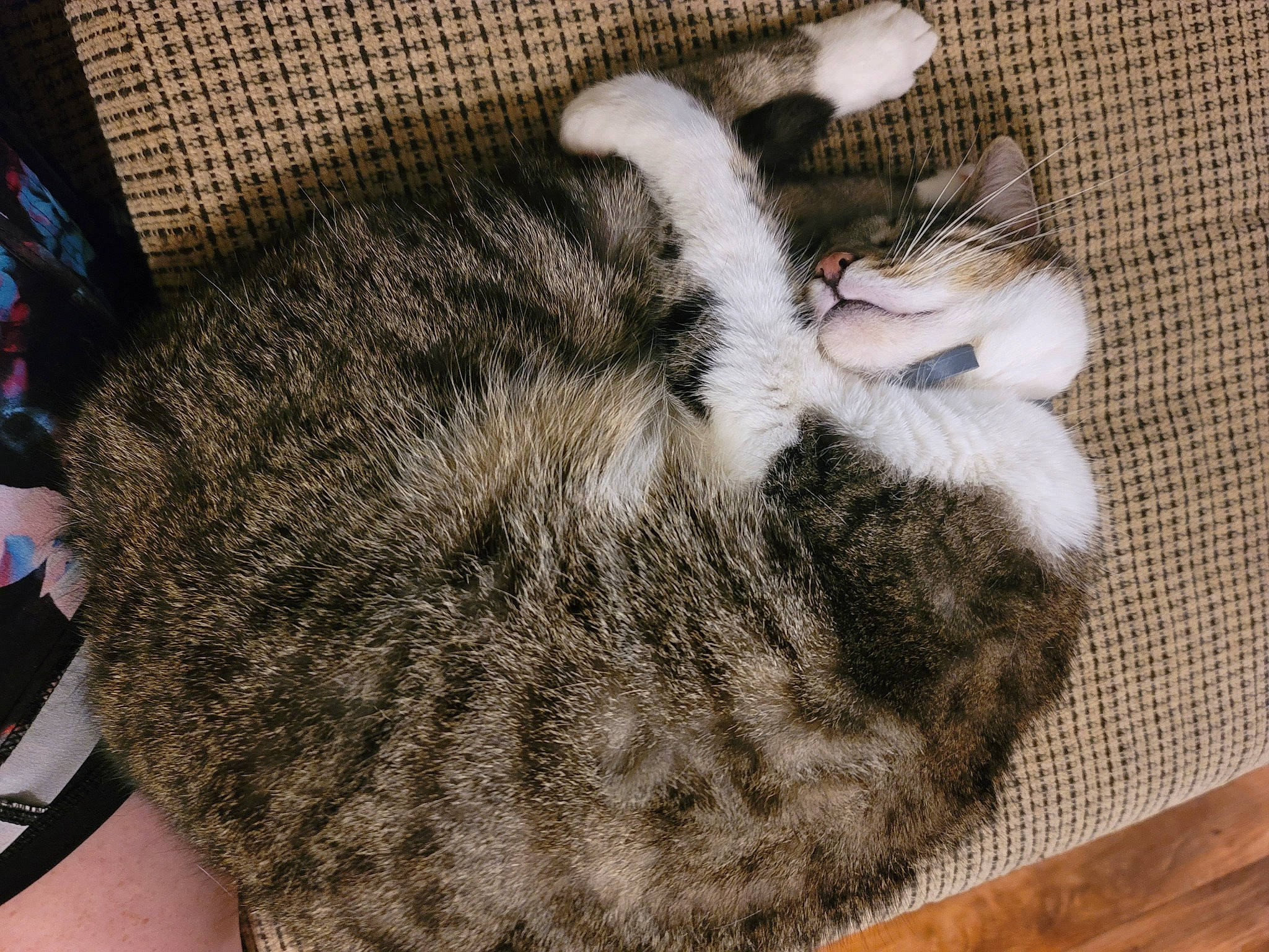 Alaska joined the competition — help win amazing prizes! carnivore, cat, claw, comfort, dog_breed, domestic_short_haired_cat, felidae, fur, mammal, nap, paw, sleep, small_to_medium_sized_cats, snout, tail, terrestrial_animal, vertebrate, whiskers