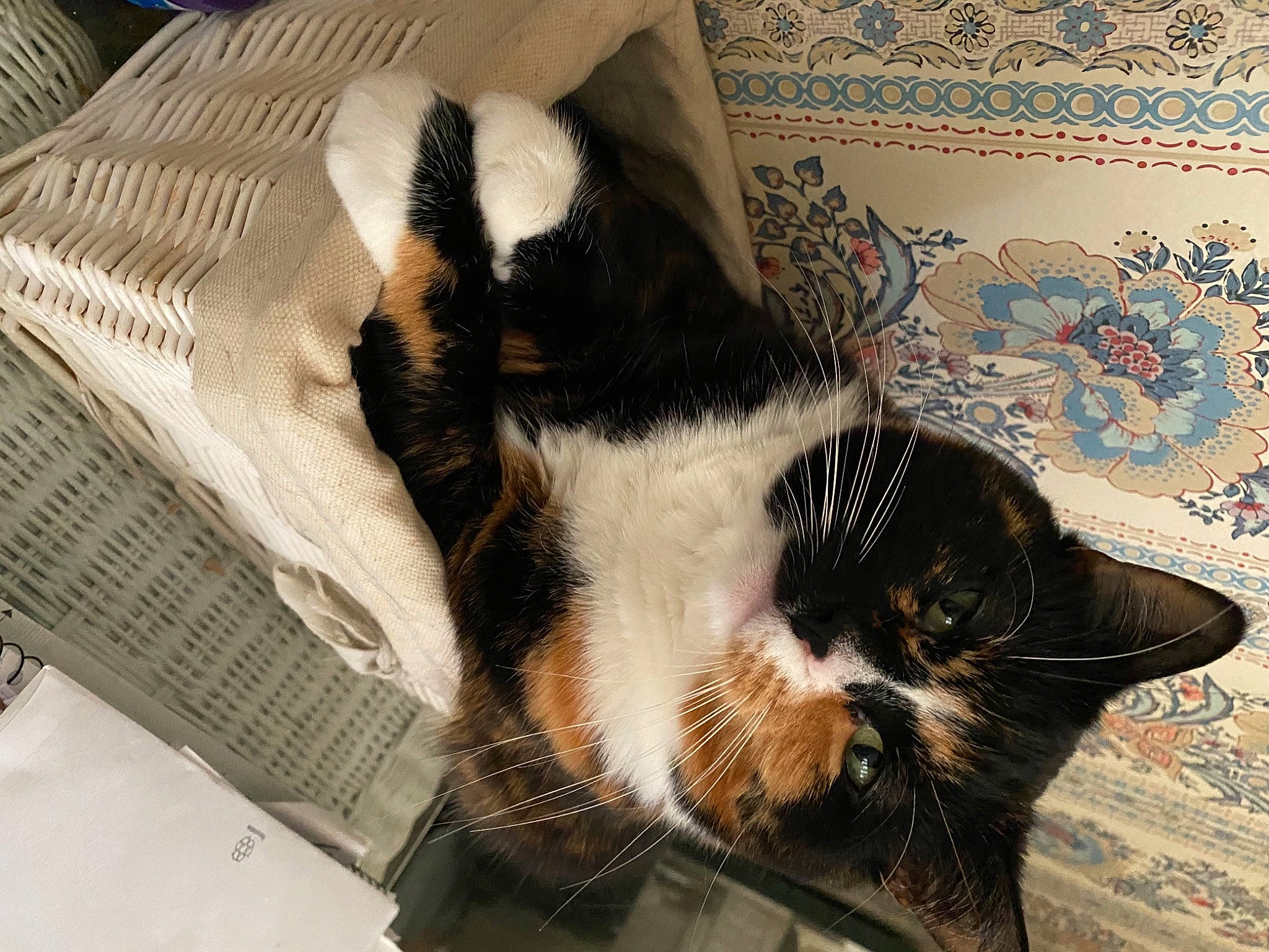 Roxie is registered to the contest to win money with this photo: canidae, carnivore, cat, cat_supply, claw, comfort, dog_breed, domestic_short_haired_cat, fawn, felidae, fur, linens, nap, pattern, paw, small_to_medium_sized_cats, snout, sporting_group, tail, whiskers