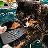 Roxie joined the competition — help win amazing prizes! animal, blanket, cat, closeup, comfort, cozy, cute, domestic, feline, fur, indoor, mammal, paws, pet, relaxed, remote_control, resting, sleeping, tortoiseshell, whiskers