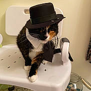 Roxie joined the competition — help win amazing prizes! animal, black, calico, cat, chair, costume, decor, feline, floor_tiles, hat, indoor, jar, orange, pet, pinecone, sitting, tie, whiskers, white, white_chair