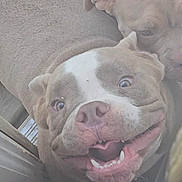 Tails is registered to the contest to win money with this photo: dog, pets, indoor, playful, closeup, smiling, canine, brown, white, nose, mouth, ears, floor, wood, curious, animal, friendship, companion, two_dogs, expression
