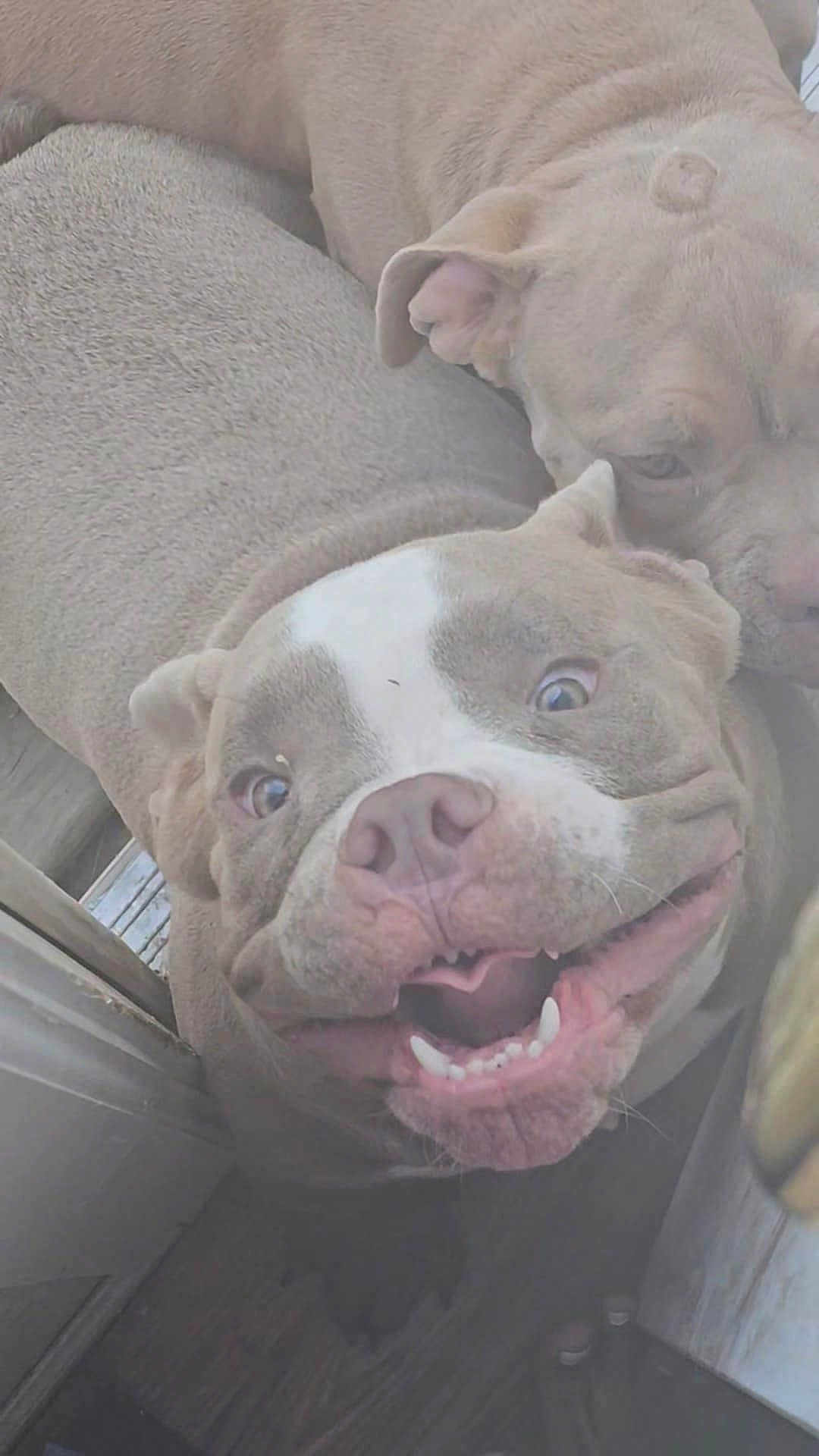 Tails is registered to the contest to win money with this photo: dog, pets, indoor, playful, closeup, smiling, canine, brown, white, nose, mouth, ears, floor, wood, curious, animal, friendship, companion, two_dogs, expression