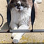 animal, cat, close_up, concrete, daylight, fence, fluffy, gray_cat, muzzle, outdoor, paw, pet, portrait, relaxed, resting, shadow, sunlight, whiskers, white_cat, wrought_iron