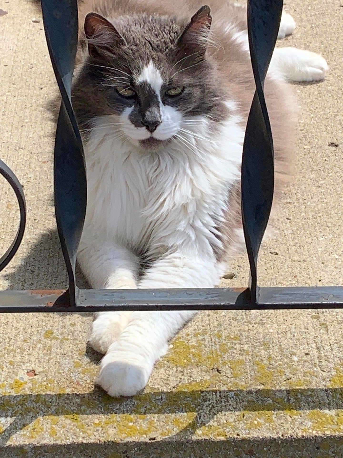 Pizza is registered to the contest to win money with this photo: animal, cat, close_up, concrete, daylight, fence, fluffy, gray_cat, muzzle, outdoor, paw, pet, portrait, relaxed, resting, shadow, sunlight, whiskers, white_cat, wrought_iron