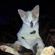 Lilly joined the competition — help win amazing prizes! cat, sleeping, paw, pink_paw_pads, white_fur, black_spots, tail, relaxed, cozy, blanket, indoor, pet, animal, fur, cute, resting, mammal, whiskers, ears, closed_eyes
