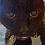 Jet joined the competition — help win amazing prizes! black_cat, cat, close_up, pet, animal, whiskers, collar, tag, tongue, face, eyes, fur, cute, domestic_cat, mammal, indoor, portrait, feline, mustache, nose