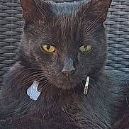 Jet is registered to the contest to win money with this photo: black_cat, cat, animal, pet, feline, yellow_eyes, outdoor, woven_chair, furniture, close_up, portrait, relaxed, tag, fur, whiskers, ear, nose, cushion, home, nature
