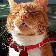Woody joined the competition — help win amazing prizes! cat, ginger_cat, white_fur, red_collar, pet, close_up, sunlight, whiskers, relaxed, outdoor, feline, tag, animal, cute, portrait, happy, fluffy, domestic_cat, nose, ears