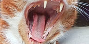 Woody is registered to the contest to win money with this photo: cat, close_up, yawning, mouth, teeth, tongue, fur, whiskers, orange_cat, white_fur, pet, animal, collar, indoor, cute, tongue_texture, animal_face, feline, portrait, macro