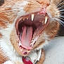 cat, close_up, yawning, mouth, teeth, tongue, fur, whiskers, orange_cat, white_fur, pet, animal, collar, indoor, cute, tongue_texture, animal_face, feline, portrait, macro