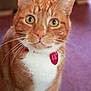 Woody joined the competition — help win amazing prizes! cat, ginger_cat, tabby, pet, indoor, collar, tag, whiskers, fur, sitting, closeup, eyes, curious, animal, mammal, domestic, floor, carpet, white_paws, portrait