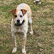 Sally joined the competition — help win amazing prizes! attentive, backyard, brown_spotted, canine, collar, companion, daylight, dog, ears, field, fur, grass, looking_at_camera, mixed_breed, muzzle, outdoor, paws, pet, portrait, standing