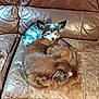 dog, pet, brown_leather_couch, snuggling, curled_up, small_dog, fur, animal, indoor, resting, cute, companionship, cozy, relaxed, fur_pattern, ears, sleeping, comfort, domestic, friendly