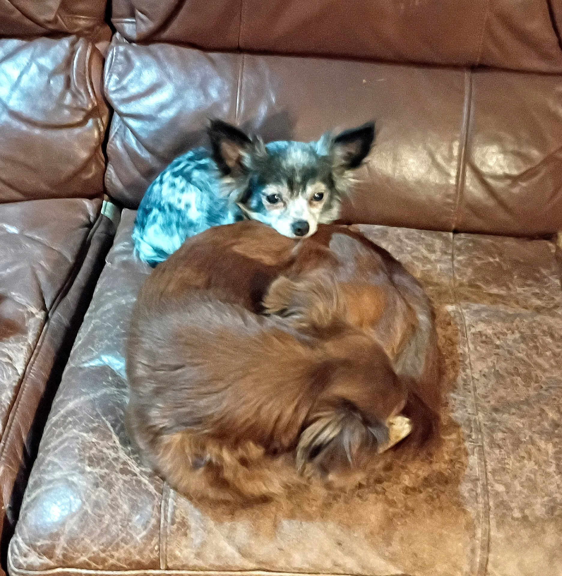 Chocolate And Pookie