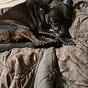 Abigail joined the competition — help win amazing prizes! dog, black_dog, pet, animal, sleeping, resting, blanket, quilt, fabric, indoor, cozy, fur, paw, relaxed, sunlight, shadow, bed, comfort, cute, companion
