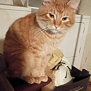 Orange Cat is registered to the contest to win money with this photo: cat, ginger_cat, furniture, laundry_room, washing_machine, helmet, basket, indoor, pet, animal, curious, feline, fur, ears, whiskers, tail, sitting, closeup, domestic, household