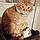 Orange Cat