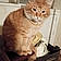 Orange Cat