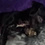 dog, blurred, indoor, lying_down, dark_fur, purple_background, soft_surface, pet, animal, resting, furry, sleeping, closeup, low_light, cozy, domestic, companion, faint, shadow, unfocused