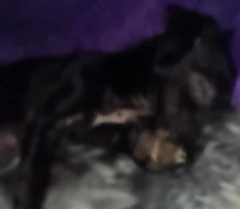 Dixie