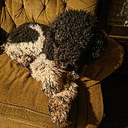 Lola joined the competition — help win amazing prizes! dog, curly_fur, black_and_white, resting, chair, armchair, indoor, pet, cozy, fur, animal, relaxed, sleeping, furniture, brown, vintage, texture, paw, canine, home