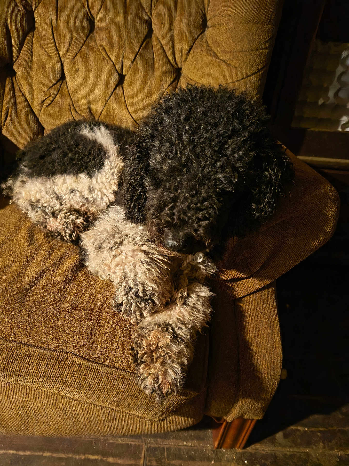 Lola joined the competition — help win amazing prizes! dog, curly_fur, black_and_white, resting, chair, armchair, indoor, pet, cozy, fur, animal, relaxed, sleeping, furniture, brown, vintage, texture, paw, canine, home