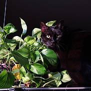 Jedi is registered to the contest to win money with this photo: black_cat, green_leaves, plant, indoor, pet, animal, feline, nature, leafy, shadow, light, curious, closeup, houseplant, quiet, still_life, domestic_cat, dark_background, whiskers, eyes